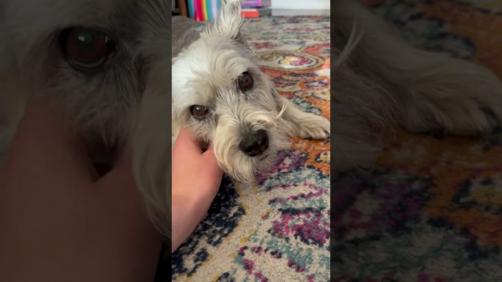 Happy summer!!!! #pet