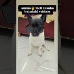 Leo…killer 🐠🐟 #dog #dogs #shortsviral #pets #pet #comedy #funny