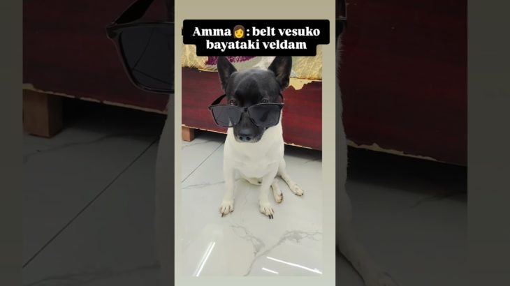 Leo…killer 🐠🐟 #dog #dogs #shortsviral #pets #pet #comedy #funny