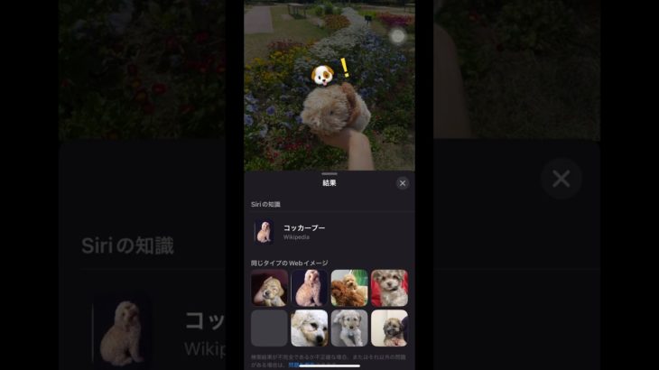 モフ、犬だったの〜！？🐶#ペット動画#かわいい動物#赤ちゃん#モフリン#Moflin#ロボット#モフモフ#CASIO#カシオ#pets #ペット禁止でも飼える#robot