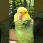 Parrot outside not worrying about a thing #pet #pets #petsoftiktok #petlover #parrot #parrots