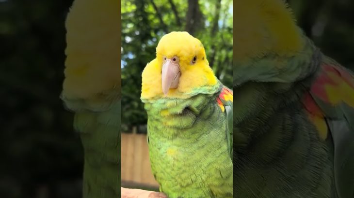 Parrot outside not worrying about a thing #pet #pets #petsoftiktok #petlover #parrot #parrots