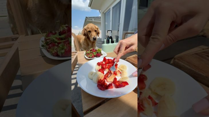 Pet parent hacks as a dog mom of three