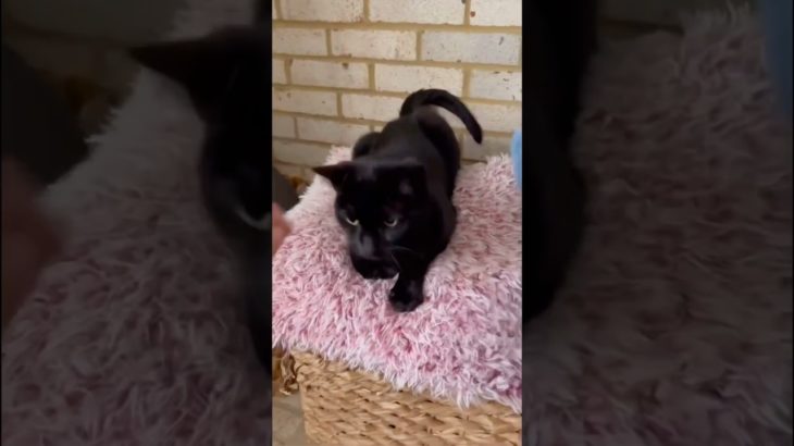 Video provided by ch45li3 #catdance #petdance #猫ダンス #ペットダンス #リアル猫