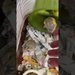 #ファットテールジャービル #小動物 #アニマル #animals #ペットショップ #ペット