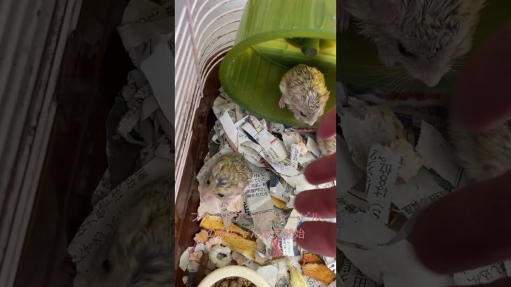 #ファットテールジャービル #小動物 #アニマル #animals #ペットショップ #ペット