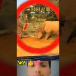 #animals #nature #animal #wildlife #love #pets #cute #pet #photography #dog#naturephot #shorts#viral