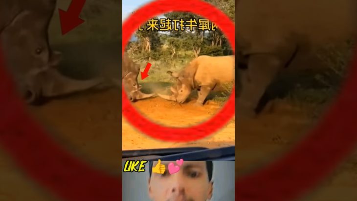 #animals #nature #animal #wildlife #love #pets #cute #pet #photography #dog#naturephot #shorts#viral