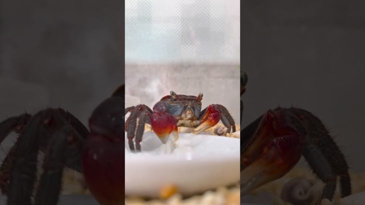 倍倍速🦀カニちゃんご飯食す#カニ #アカテガニ #甲殻類 #ペット #animals #shorts