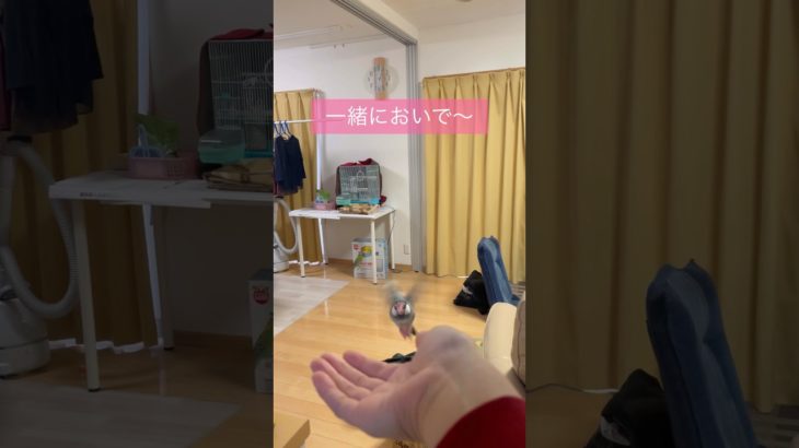 【文鳥】一緒においでー　#ペット  #birds R7.6.7