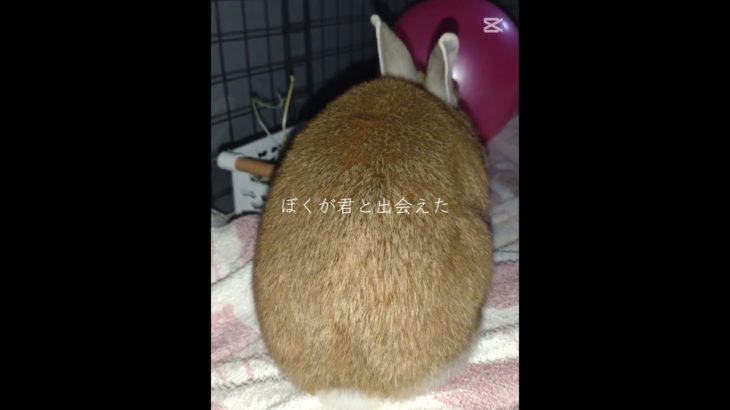 #ペット #うさぎ #ネザーランドドワーフ #可愛い #bunny #動物