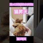 猫昇天　#猫 #cat #ペット