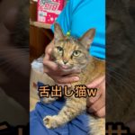 あっかんべーをする猫🐈 #cat #動物 #猫のいる暮らし #ペット #保護猫 #猫