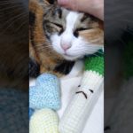 【ペットのおもちゃ】おもちゃに囲まれておやすみなさい　#猫 #cat #ハンドメイド #手作り #猫のいる暮らし #猫好きさんと繋がりたい #三毛猫 #Rioのペットおもちゃ