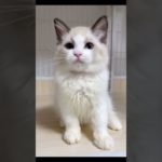 耳がたくまし過ぎる子猫 #cat #cute #cutecat #animals #funny #ペット #猫のいる暮らし #ラグドール #ねこ #動物