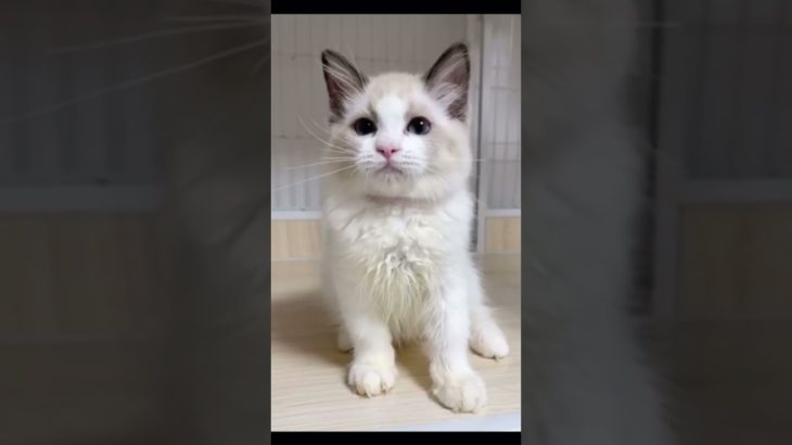 耳がたくまし過ぎる子猫 #cat #cute #cutecat #animals #funny #ペット #猫のいる暮らし #ラグドール #ねこ #動物