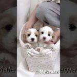 #카바푸 #카바푸분양 #cavapoo #cavapoopuppy #cavapooworld #キャバプー #ペットショップ