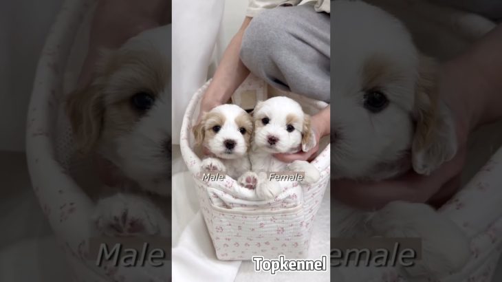 #카바푸 #카바푸분양 #cavapoo #cavapoopuppy #cavapooworld #キャバプー #ペットショップ