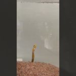 #cute #チンアナゴ　#ニシキアナゴ　#食事　#アクア　#ペット　魚