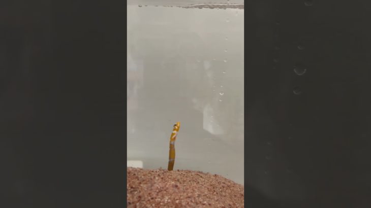 #cute #チンアナゴ　#ニシキアナゴ　#食事　#アクア　#ペット　魚