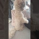 最近のくう、ときどき次女。 #dog #マルプー #可愛い #animals #ペット　#pets