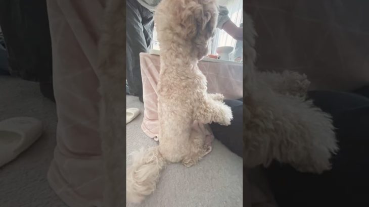 最近のくう、ときどき次女。 #dog #マルプー #可愛い #animals #ペット　#pets