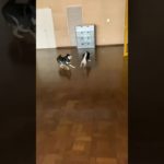 #dog #柴犬 #pets #ペット