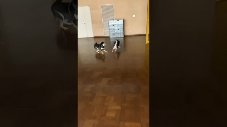 #dog #柴犬 #pets #ペット