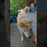 そよ風でゆれる葉っぱ #dogshorts #kawaii #散歩 #柴犬 #funnyshorts #オメカシペット#愛犬アクセサリー#ヘアピン#犬界隈