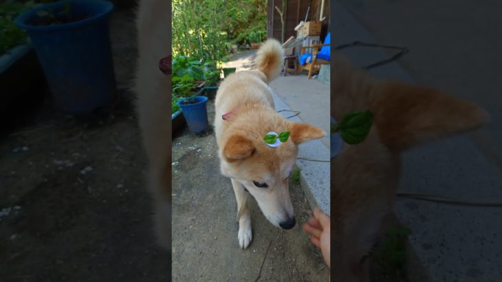 そよ風でゆれる葉っぱ #dogshorts #kawaii #散歩 #柴犬 #funnyshorts #オメカシペット#愛犬アクセサリー#ヘアピン#犬界隈