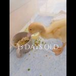 食欲旺盛の子アヒル #duck #成長記録 #ペット #可愛い