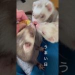 美味しい日#ferret #shtos #癒し #ferret可愛い #可愛い #animals #music #ペット #ふぇれっと
