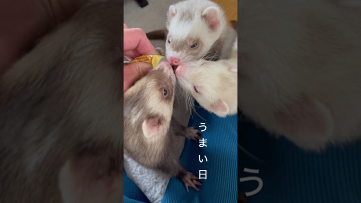 美味しい日#ferret #shtos #癒し #ferret可愛い #可愛い #animals #music #ペット #ふぇれっと