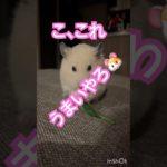 モグモグタイムちるちる　#キンクマ #ハムスター #眠る #follow #かわいい #可愛い #ペット #pets