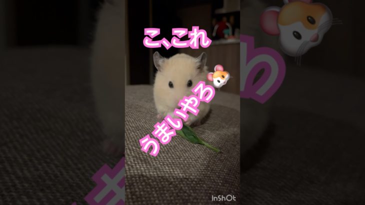 モグモグタイムちるちる　#キンクマ #ハムスター #眠る #follow #かわいい #可愛い #ペット #pets