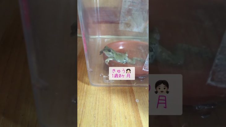 昨晩体調が急変したきゅうちゃんの翌朝の様子 #ペット #熱中症 #病気 #frog
