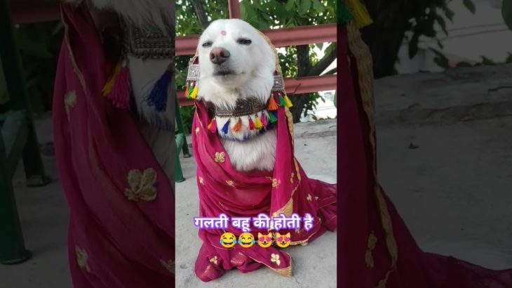 #funny #comedy #sorts #trending #virelshorts #dog#pet#youtubeindia#superhitcomedy#yt