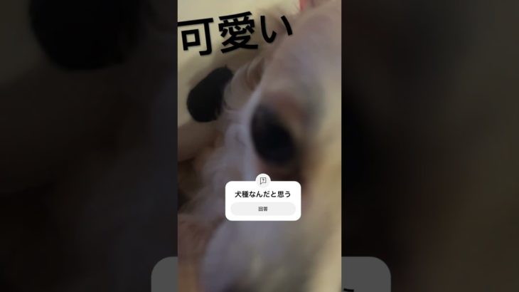 コメントして#可愛いすぎる #犬 #fyp#ペット