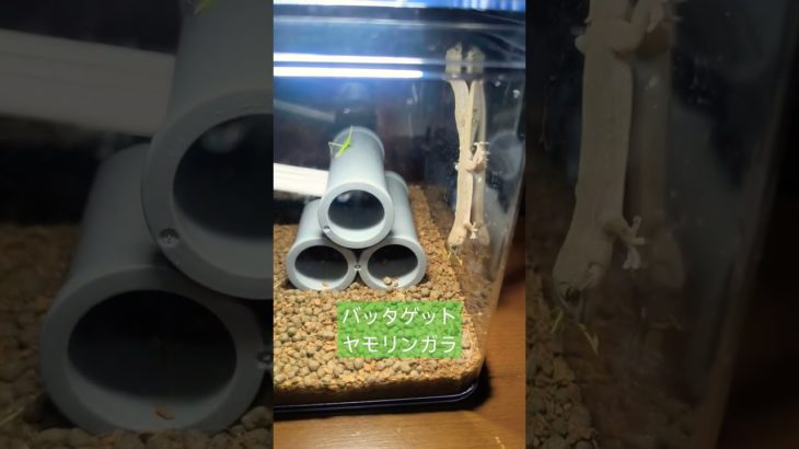 バッタ捕食 ちびヤモリ #gecko #爬虫類 #捕食シーン #やもり #ニホンヤモリ #ペット