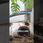 ヤモリ 日常 #gecko #爬虫類 #やもり #ニホンヤモリ #ペット #癒し