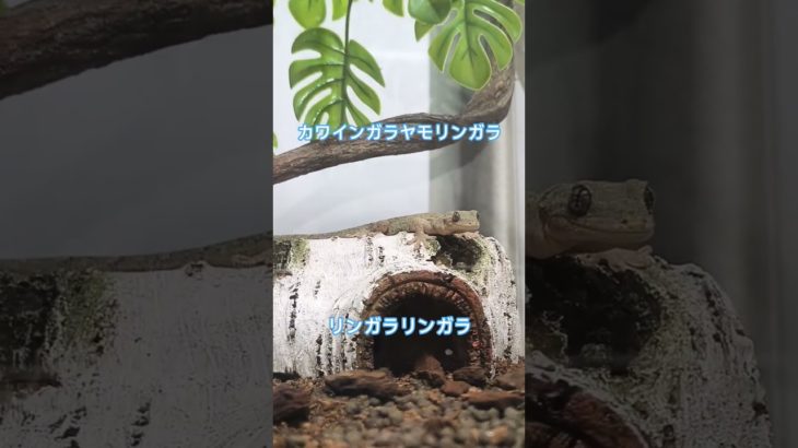 ヤモリ 日常 #gecko #爬虫類 #やもり #ニホンヤモリ #ペット #癒し