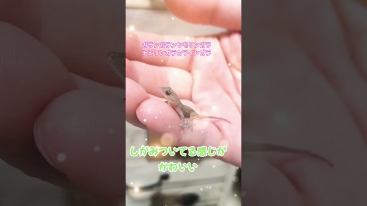 やもりしがみつき #gecko #爬虫類 #ニホンヤモリ #やもり #ペット