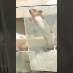 脱出なるかハムちゃん #ハムスター  #hamsters  #ペット #shorts