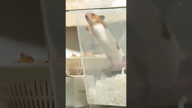 脱出なるかハムちゃん #ハムスター  #hamsters  #ペット #shorts