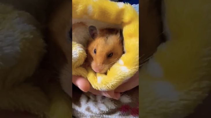 眠気と戦うハムちゃん #ハムスター #hamsters #ペット #shorts s
