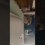 #ハリネズミ #hedgehog #はりねずみ #癒し #cute #かわいい ▪#animals #ペット #可愛い #へやんぽ