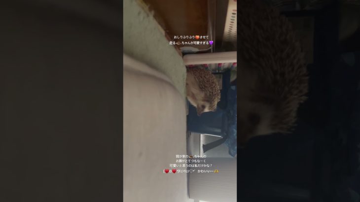 #ハリネズミ #hedgehog #はりねずみ #癒し #cute #かわいい ▪#animals #ペット #可愛い #へやんぽ