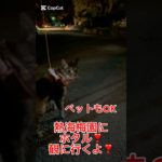 ペットと一緒にホタル鑑賞✨in熱海梅園#保護猫#ライトアップ #ホタル