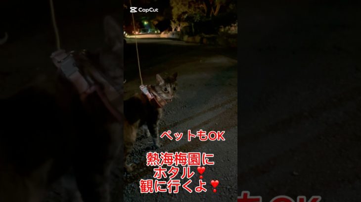 ペットと一緒にホタル鑑賞✨in熱海梅園#保護猫#ライトアップ #ホタル