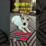 #ピアノ #ペット #犬のいる暮らし #愛犬 【私の癒し】jrtのノアちゃん16歳。毎日暑いよねっ。#jrt #ジャックラッセルテリア